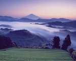 shizuoka.jpg